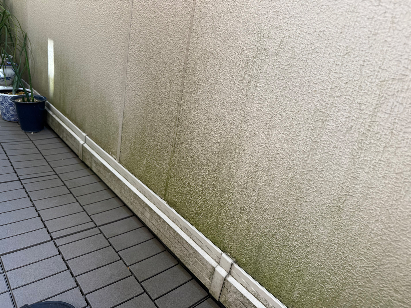 カビ・コケ・藻の発生